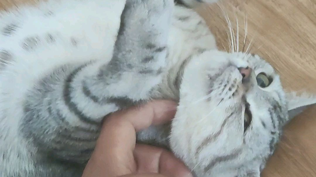下班撸撸朋友家的猫