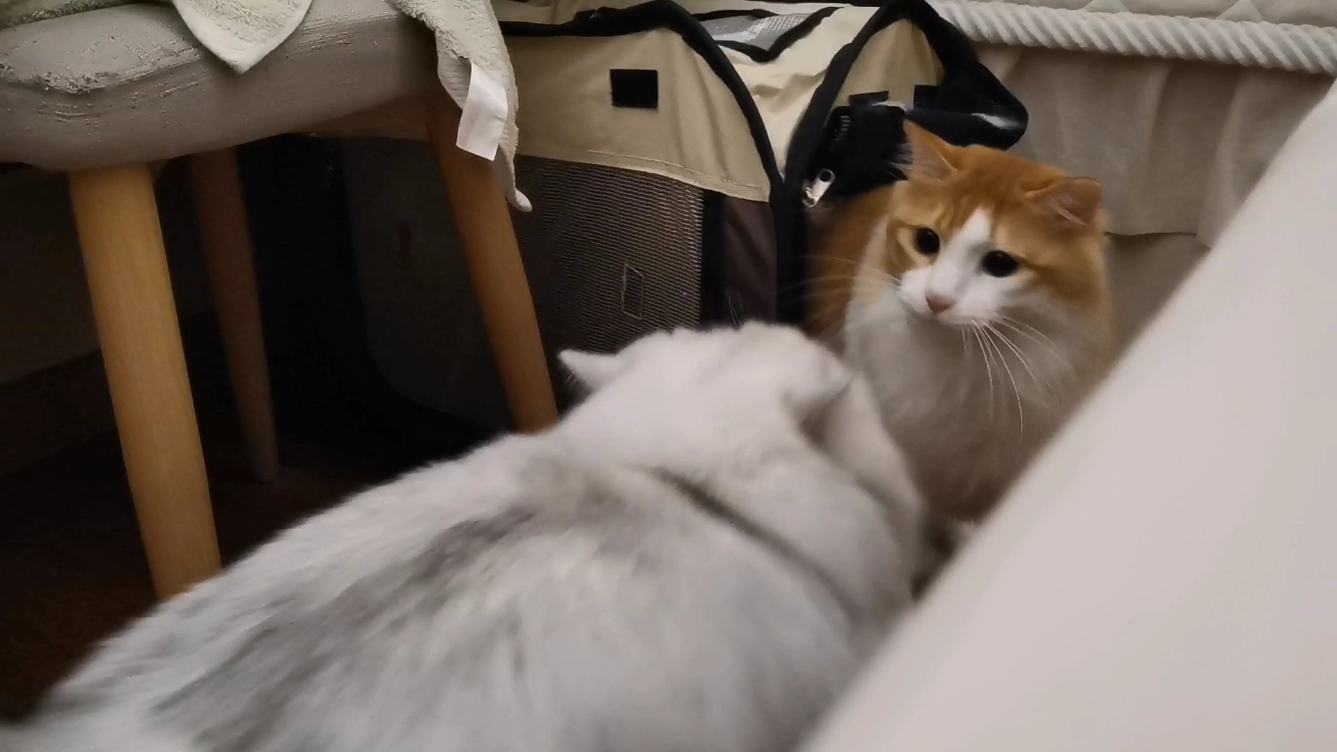 【米糊与烧麦】烧麦猫猫吓了米糊一跳