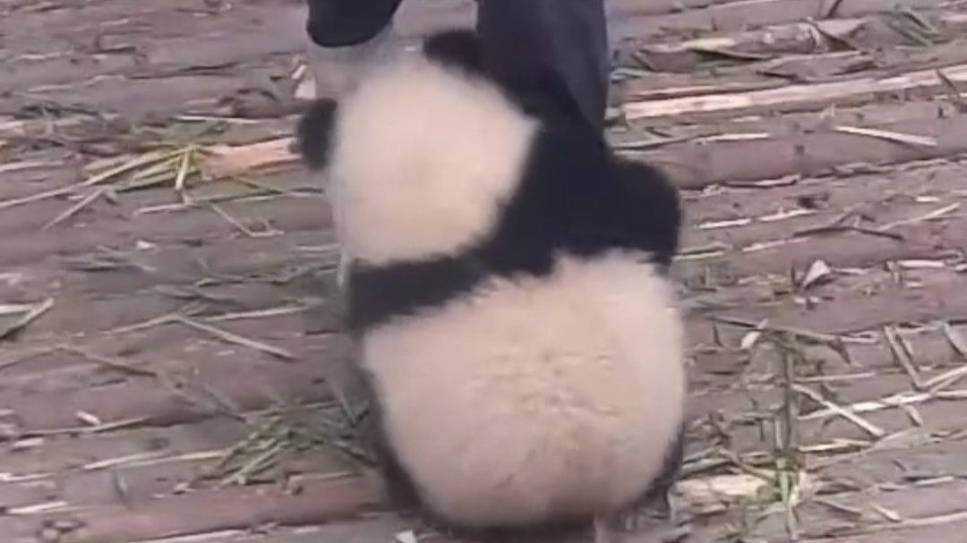 全世界只有饲养员不拿熊猫当国宝