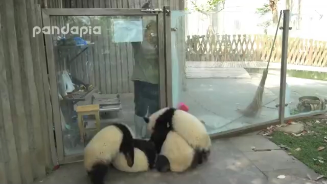 “各部门就位,保育员将于五分钟后进入”