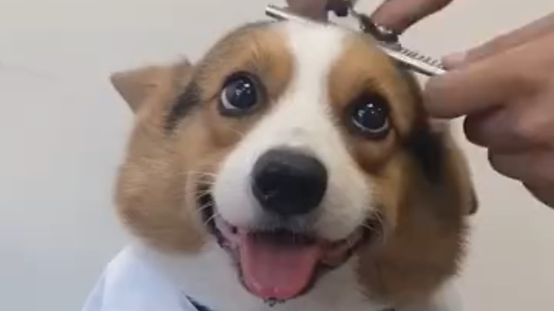 狗子可爱合集 又是被狗狗治愈的一天