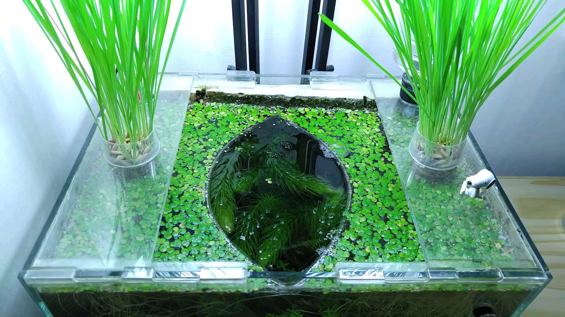 生态缸轻松diy一个生态缸