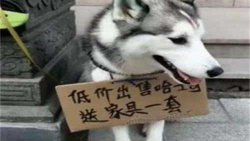 这位铲屎官和狗迟早疯掉一个。
