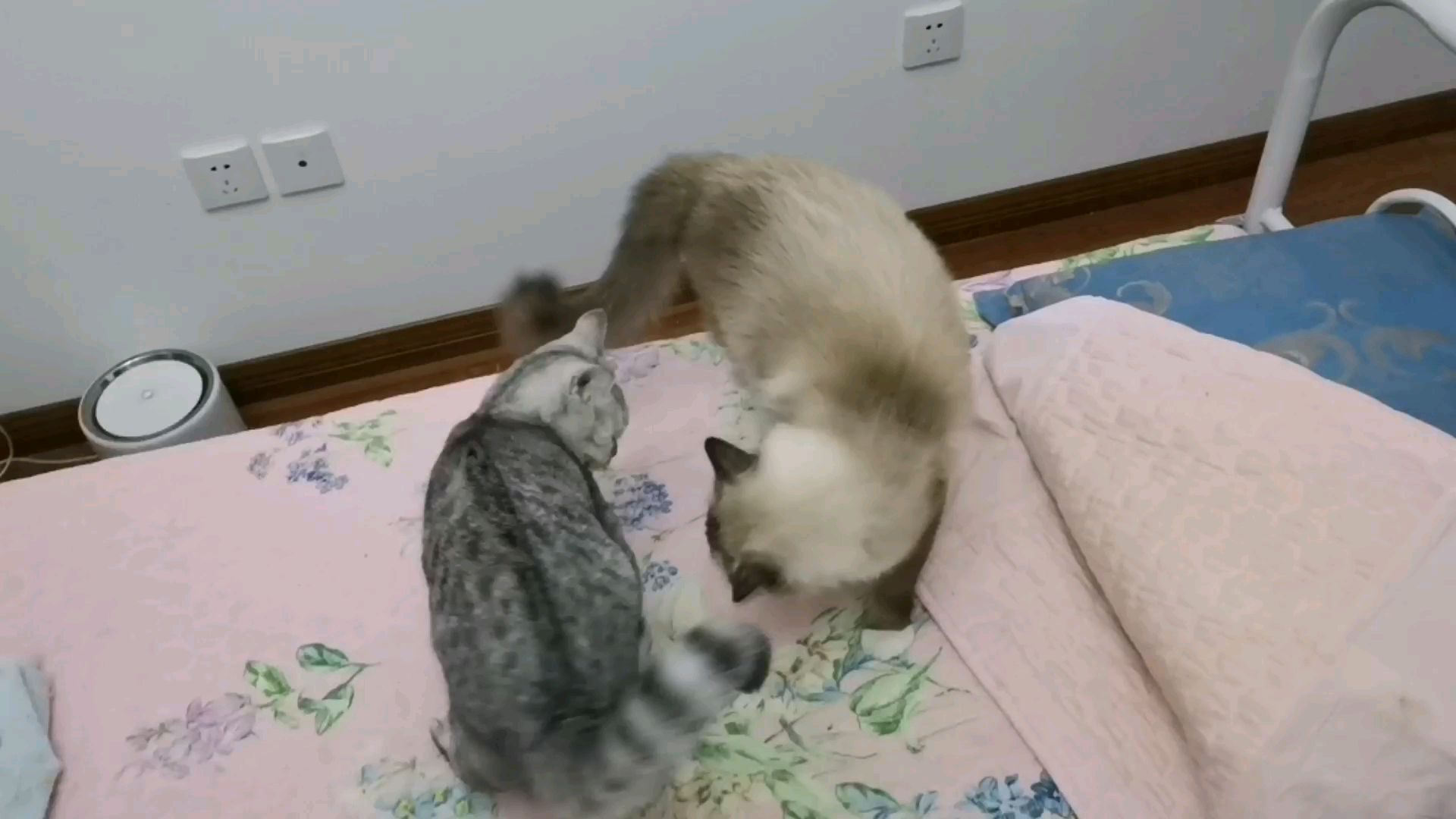 两只猫今天打架啦,好好玩。