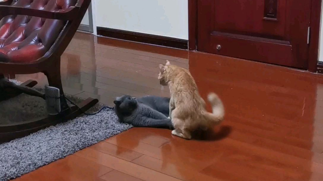 挑战全网最欠揍的猫咪