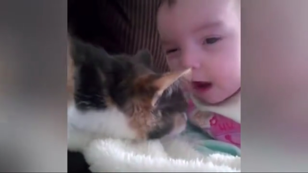 猫咪是如何和人类幼崽成为朋友的