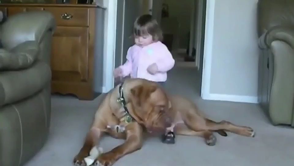 波尔多犬