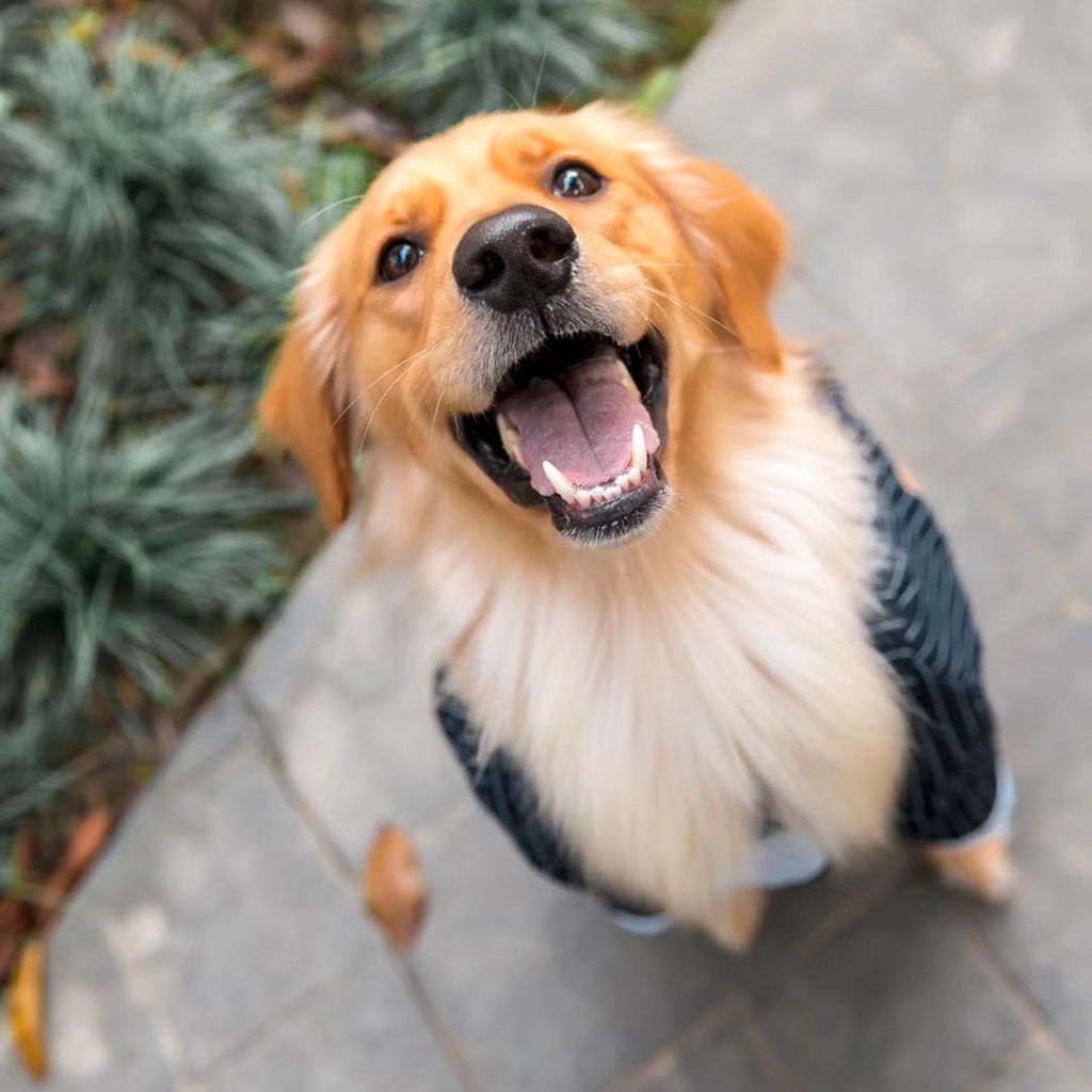 A站独播 化物语 第1话黑仪与螃蟹其一 Acfun弹幕视频网 认真你就输啦 W ノ つロ