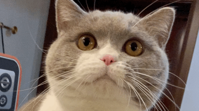 偷偷去猫咖,后果很严重!