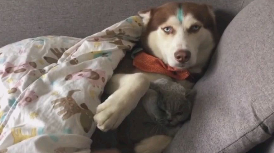 你这色狗,居然和猫猫睡觉