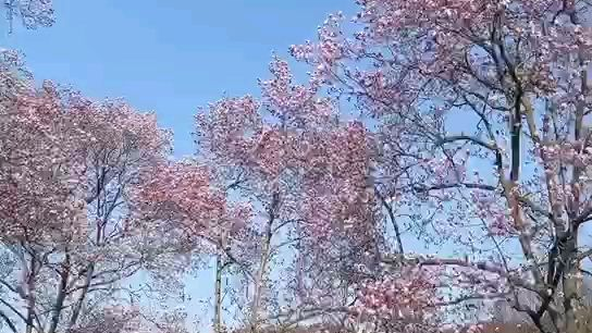 望春谷旅行小记