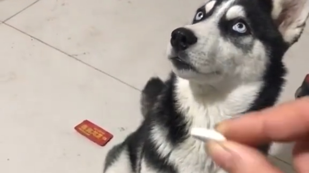 为什么别人家的狗啥都会,自己家的狗却像一个弱智