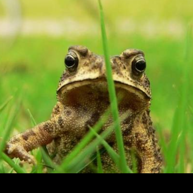 癞蛤蟆日蝲蝲蛄