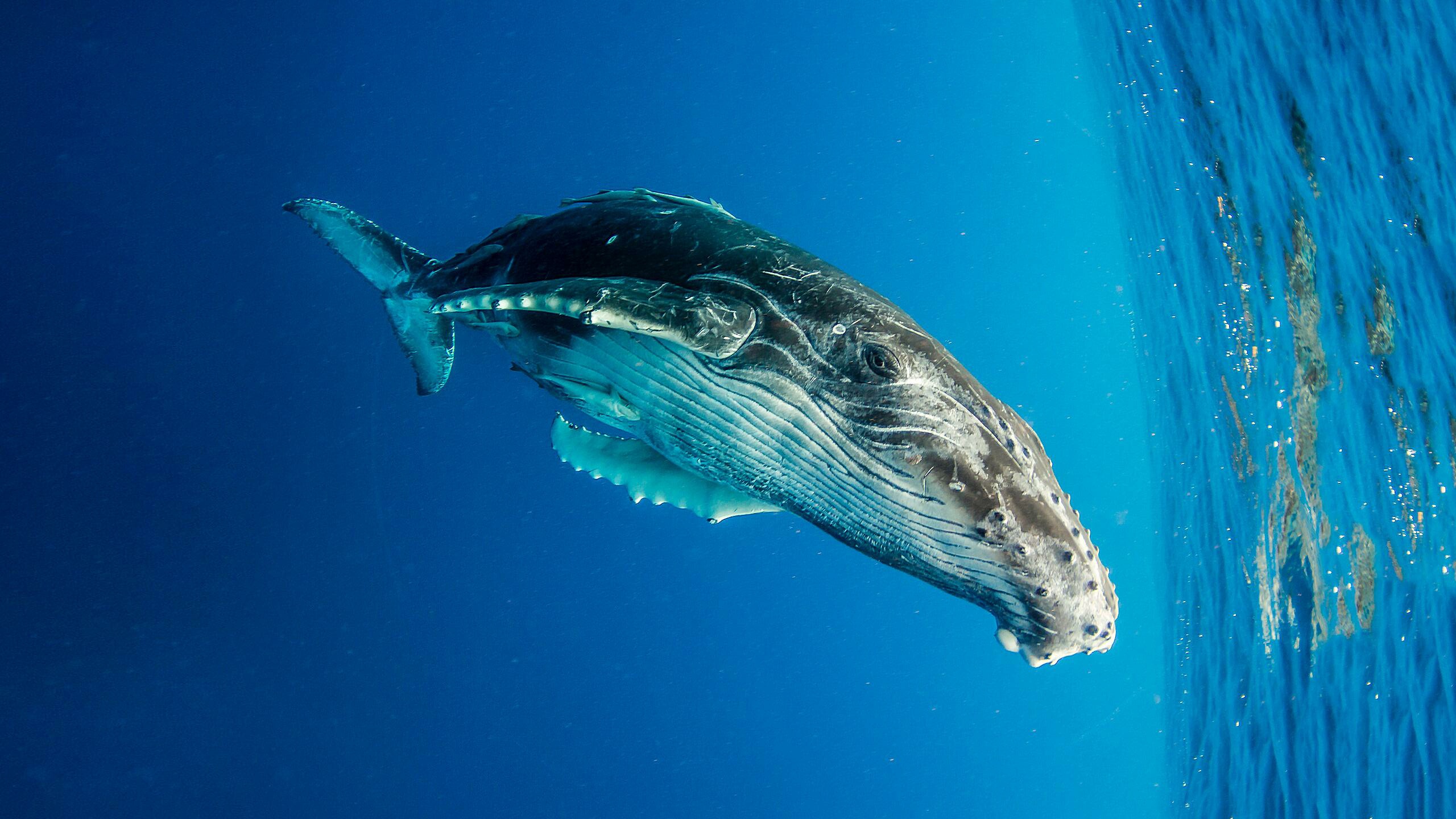 bbc蓝色星球 blue planet第一季02