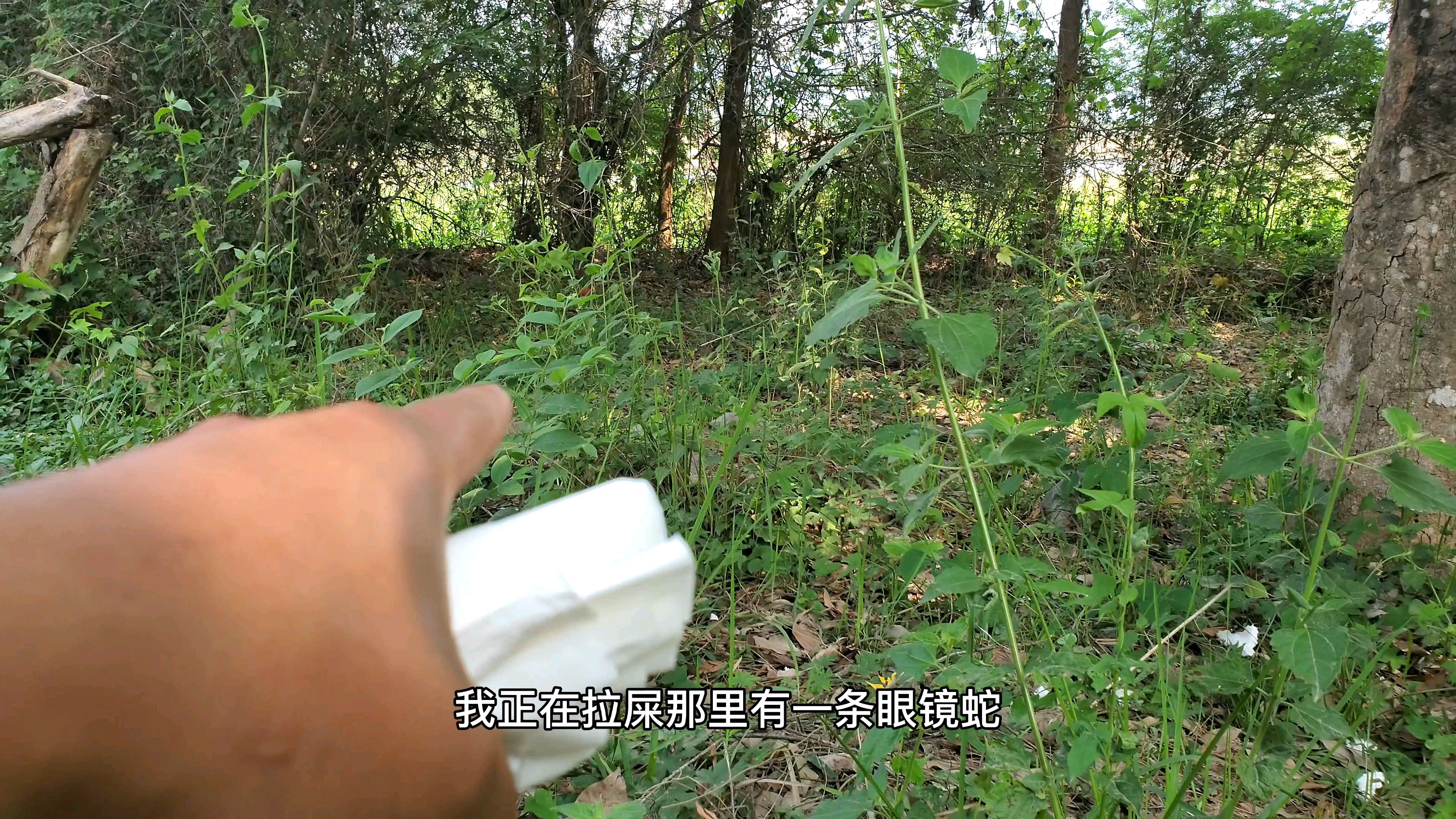 拉野屎遇到眼镜蛇从身边路过
