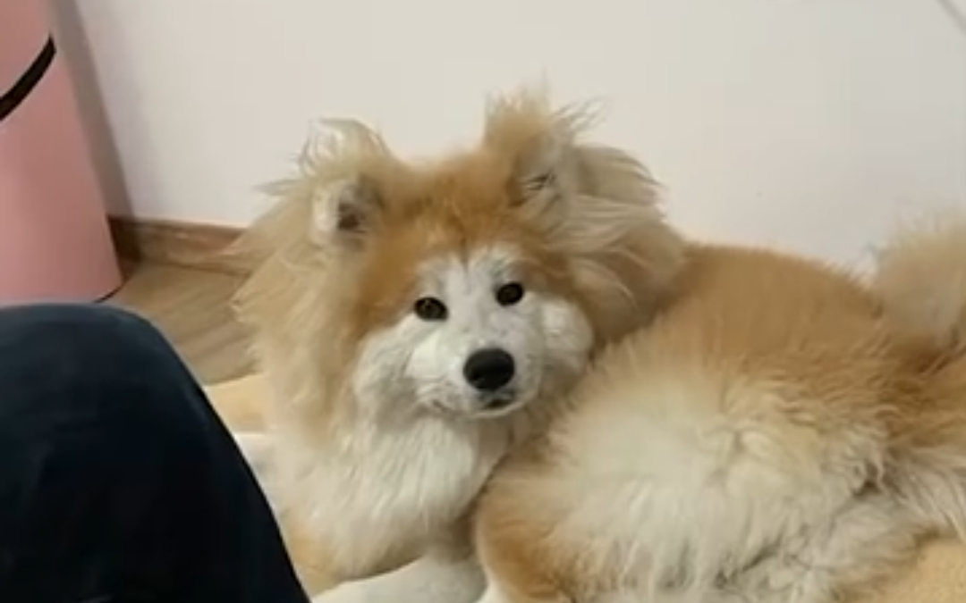 一只狗可以有多潦草?