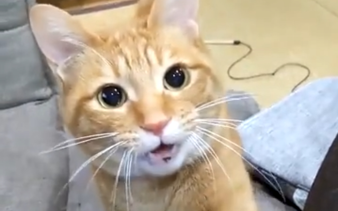这就是别人家的猫吗?真是旱的旱死,涝的涝死