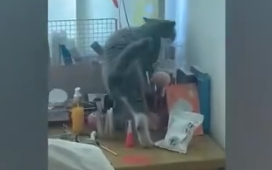 每当你被小奶猫迷惑时,记得来看这个视频