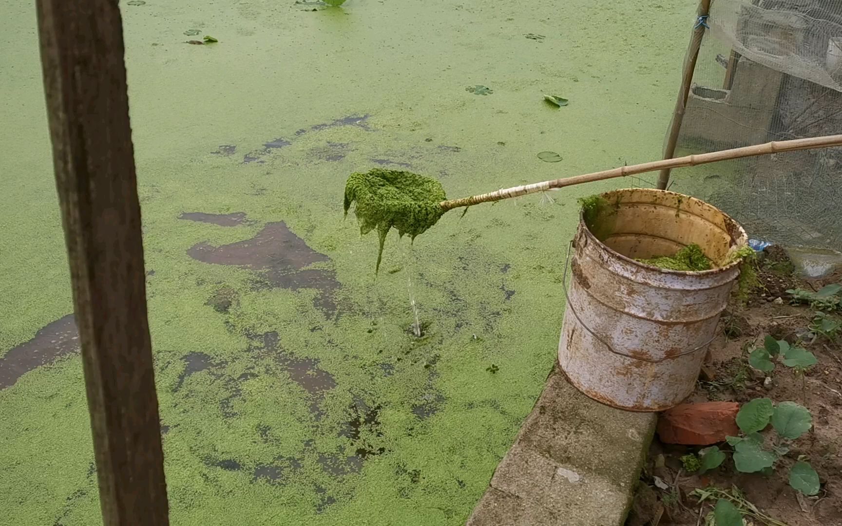 和我妈捞蓝藻给鸭吃