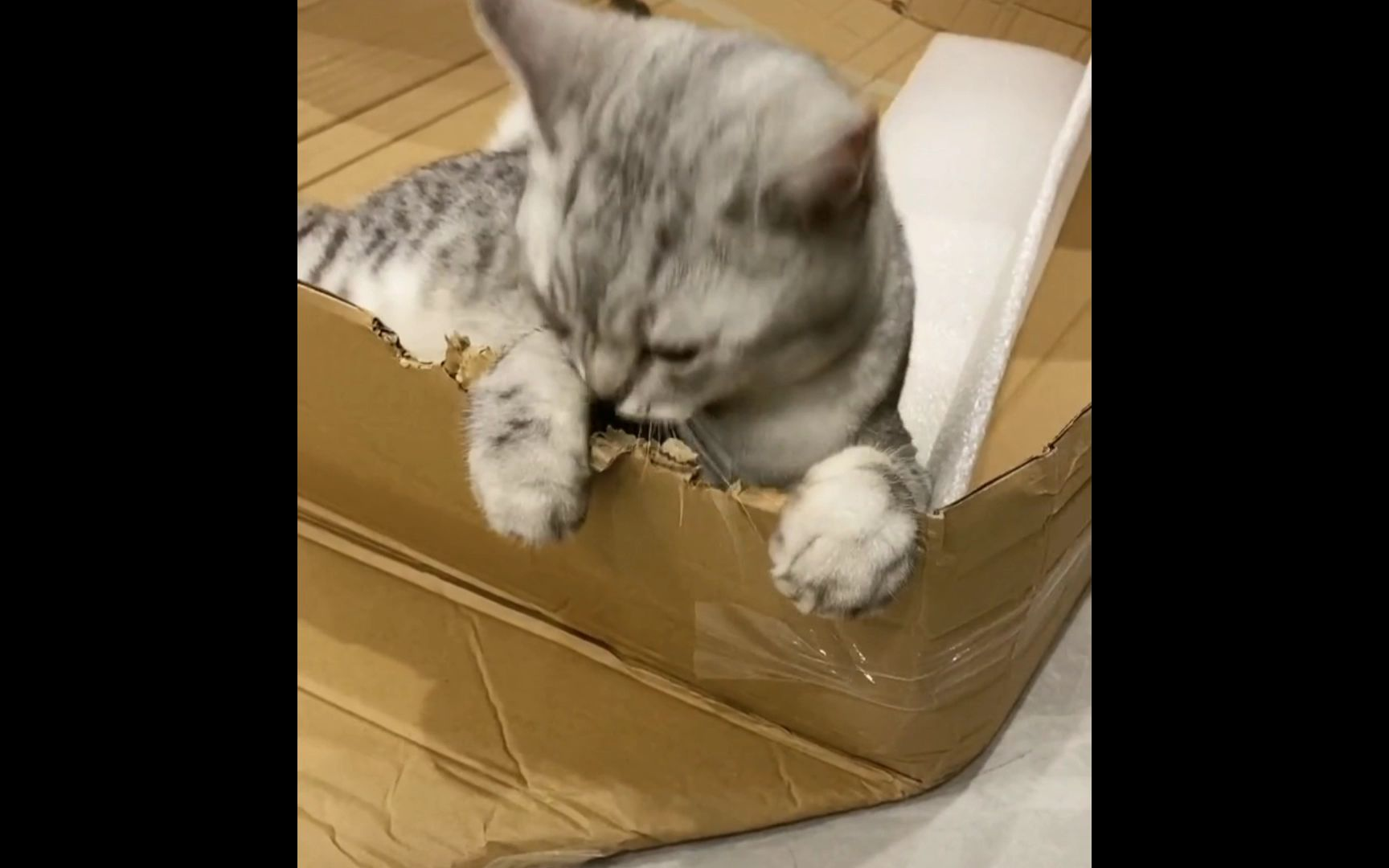 和二哈一起长大的猫
