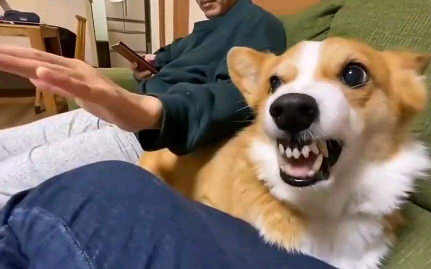 狗子:摸我可以,摸我女主人不行!