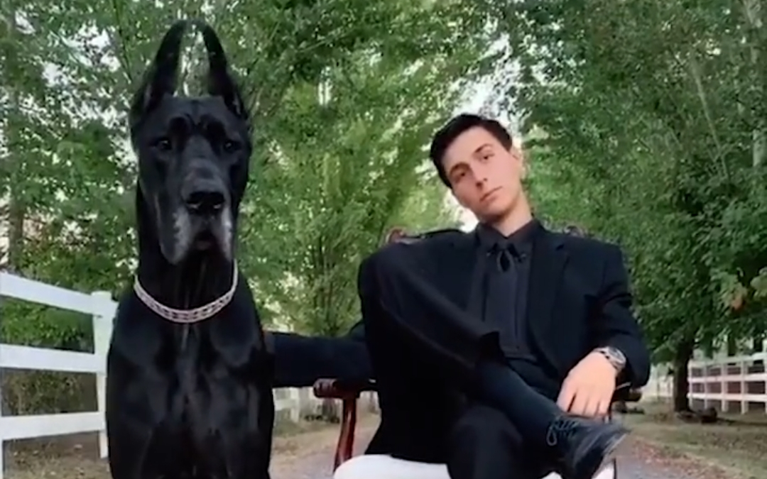 帅狗变装挑战!这些狗子也太帅了吧
