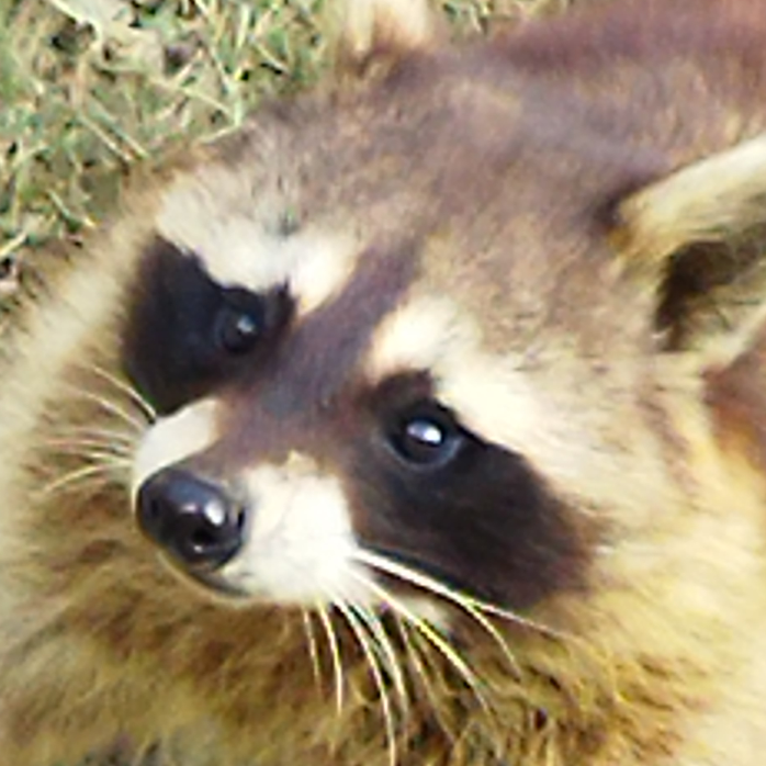 A站独播 化物语全集在线观看 Acfun弹幕视频网