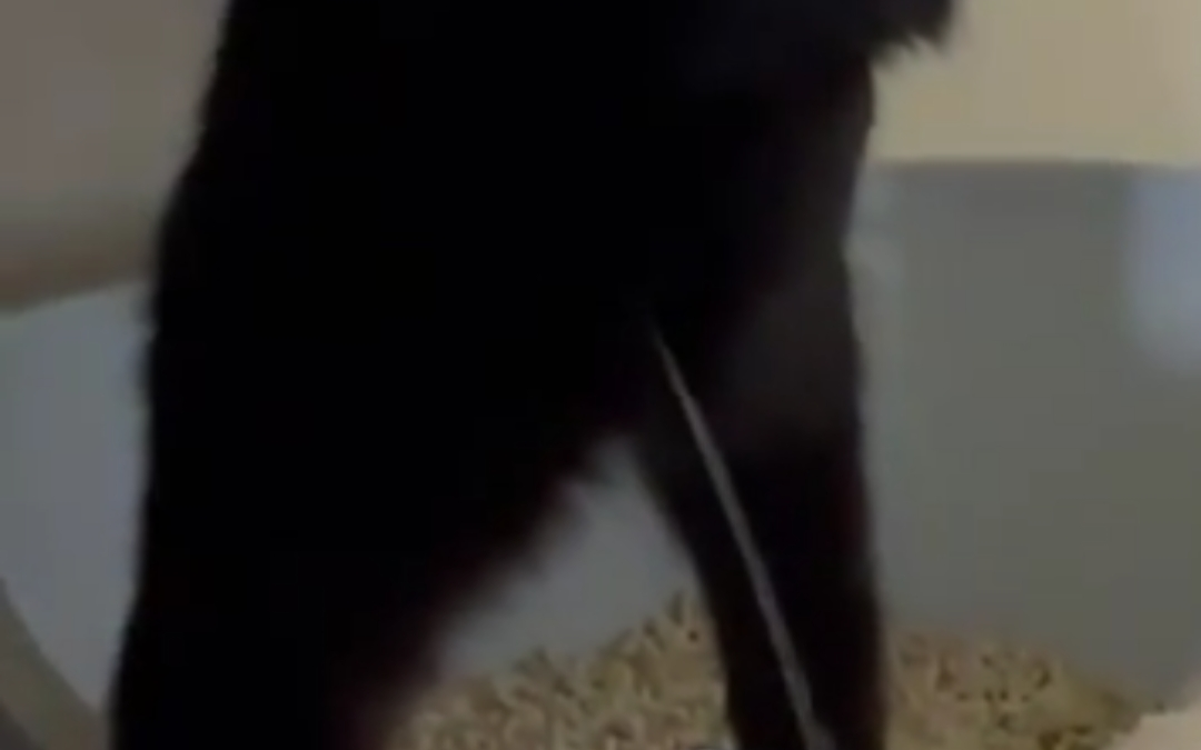 一只会站着尿尿的黑猫