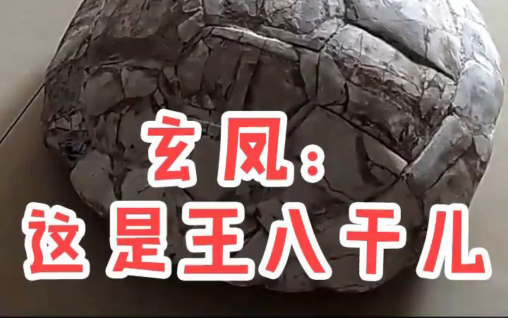 玄凤:这是王八干儿