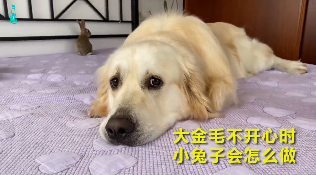 当家里的大金毛情绪低落时,兔兔会怎么做...