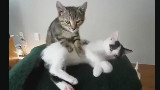 可爱猫咪集锦