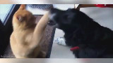 猫狗大战1