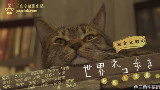 【猫奴终极福利不看后悔系列】岩合光昭的猫步走世界~【新奥尔良篇】