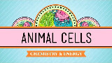 【10分钟速成课:生物学】第4集 - 动物细胞 - 动物细胞的城市