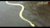 暴雨袭武汉,巨蟒街上游