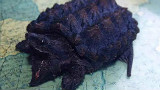 【毒奶粉】日常1~5