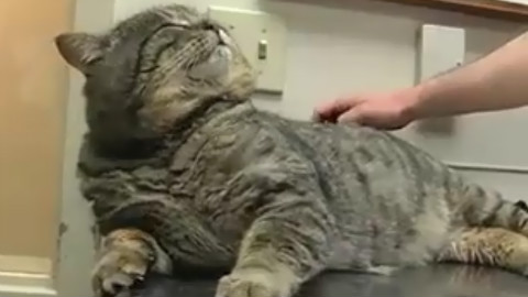 【搬运系列】大肥猫一只