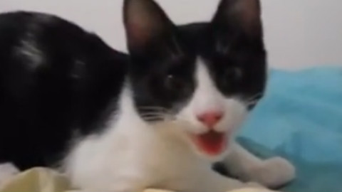 好好的一只喵硬是给养成狗了!!说好的高冷呢!