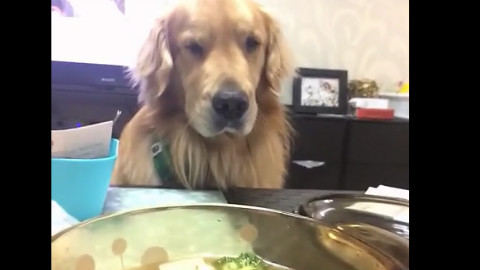 给它吃点吧,金毛的眼神攻击