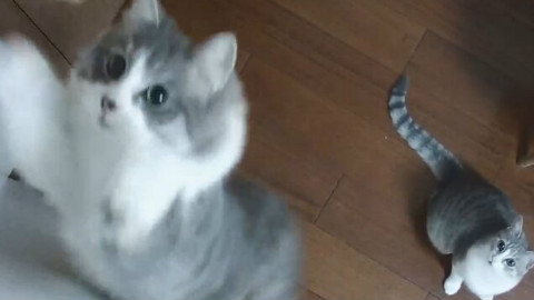 喵播の教你如何钓猫