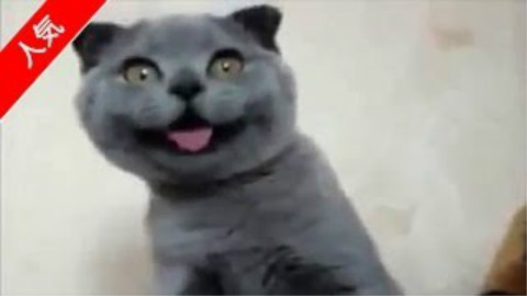 超可爱的蠢萌猫酱视频集!笑着治愈.