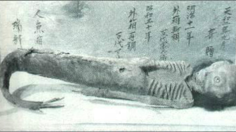 真实存在的美人鱼