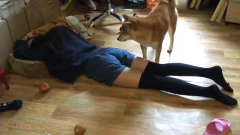 主人装死,狗狗的反应竟然如此
