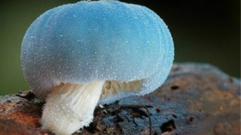 【BBC】—【蘑菇家族成员们的神奇魔法】〖中英字幕〗
