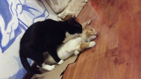 猫咪体验VR游戏被吓坏