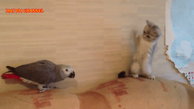 有趣的猫和鹦鹉