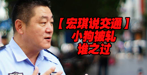 小狗被轧谁之过【宏琪说交通特别关注】