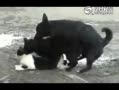 【喵片】全乱套了