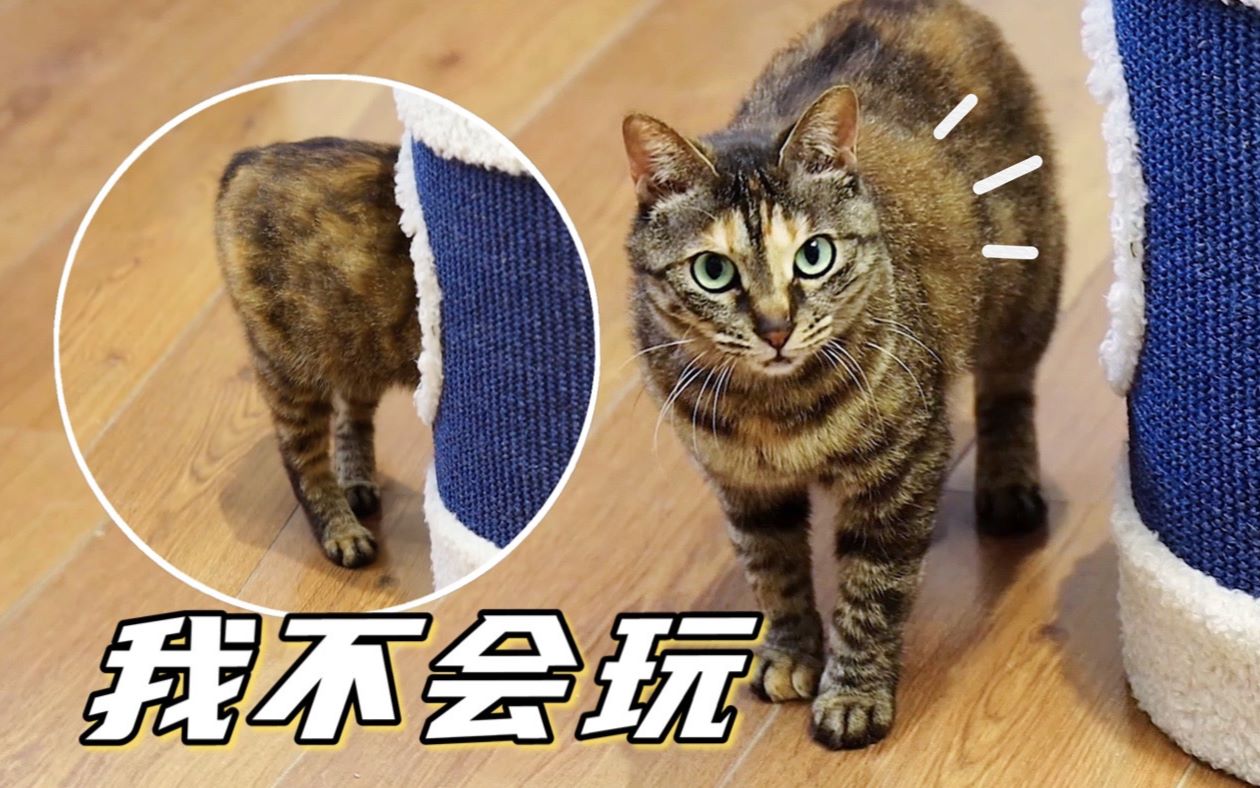 流浪猫第一次看到这么多猫玩具, 想玩又怯生生的样子让人看了心疼