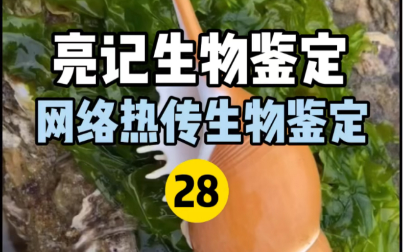 【亮记生物鉴定】网络热传生物鉴定28